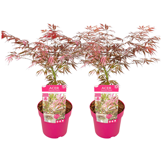Florastore Japansk Lönn - Set Om 2 - Acer Palmatum 'Extravaganza' - Höjd 50-60Cm - ⌀19Cm
