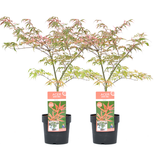 Florastore Japansk Lönn - Set Om 2 - Acer Palmatum 'Shirazz' - Höjd 50-60Cm - ⌀19Cm