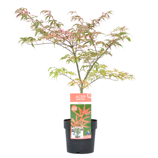 Florastore Japansk Lönn - Acer Palmatum 'Shirazz' - Höjd 50-60Cm - ⌀19Cm