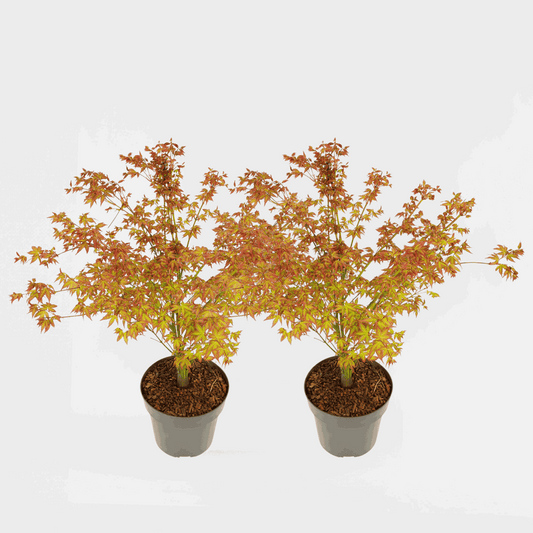 Florastore Japansk Lönn - Set Om 2 - Acer Palmatum 'Little Princess' - Höjd 45-55Cm - ⌀19Cm