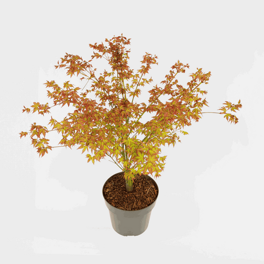 Florastore Japansk Lönn - Acer Palmatum 'Little Princess' - Höjd 45-55Cm - ⌀19Cm