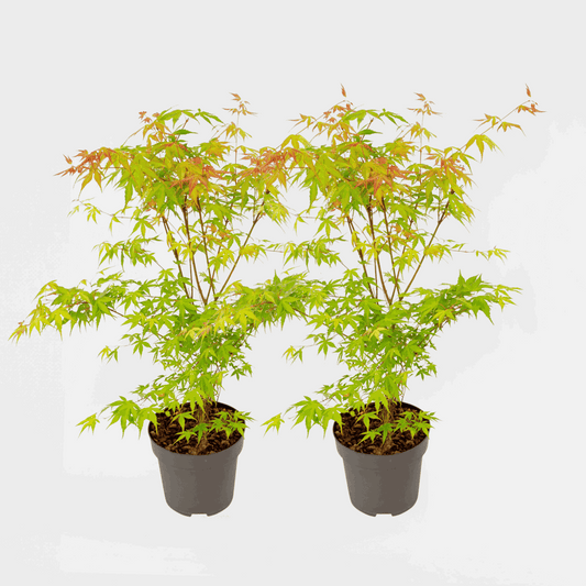 Florastore Japansk Lönn - Set Om 2 - Acer Palmatum 'Katsura' - Höjd 60-70Cm - ⌀19Cm