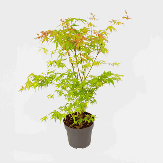 Florastore Japansk Lönn - Acer Palmatum 'Katsura' - Höjd 60-70Cm - ⌀19Cm