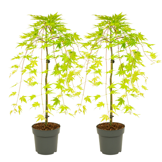 Florastore Japansk Lönn - Set Om 2 - Acer Palmatum 'Cascade Gold' - Höjd 80-90Cm - ⌀19Cm