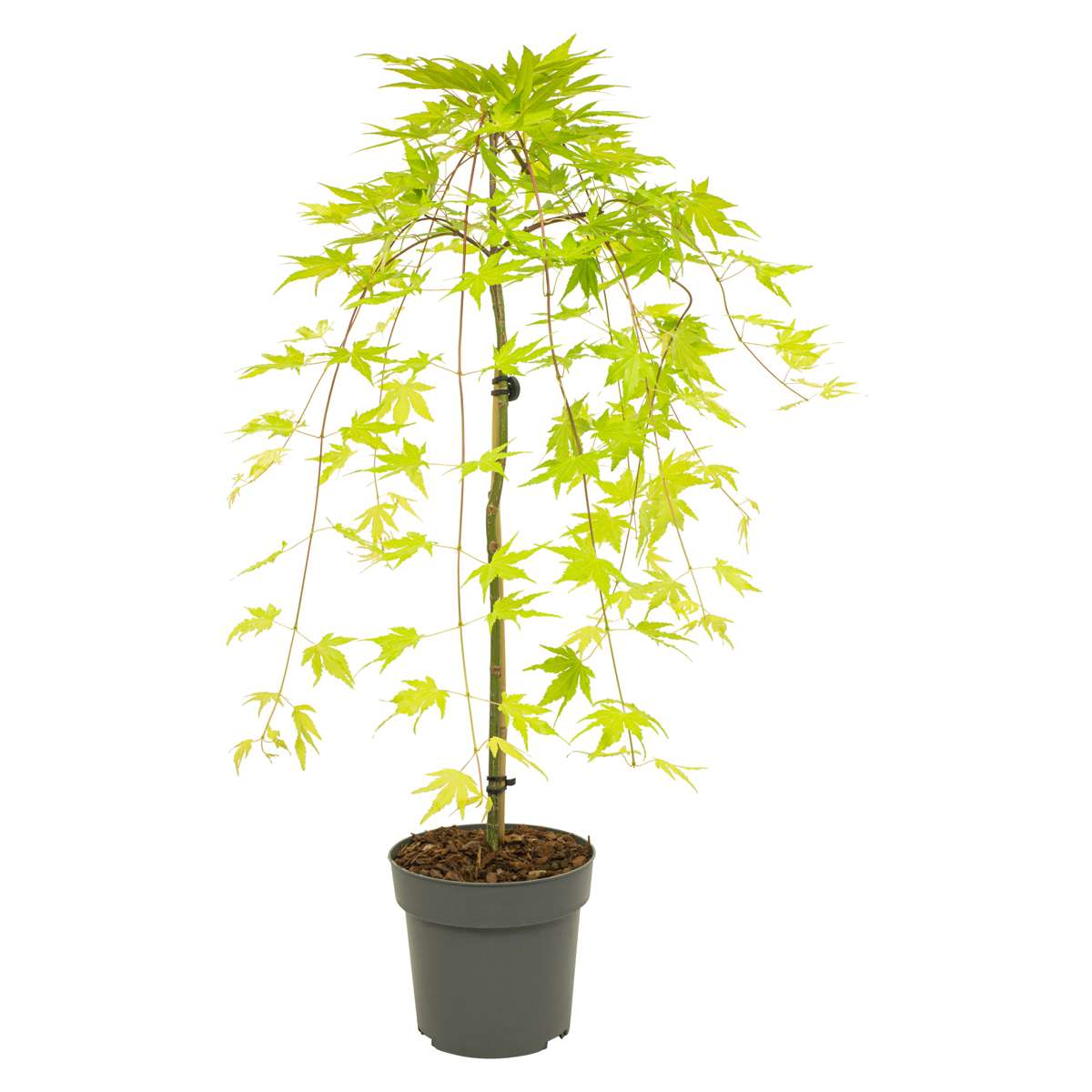 Florastore Japansk Lönn - Acer Palmatum 'Cascade Gold' - Höjd 80-90Cm - ⌀19Cm