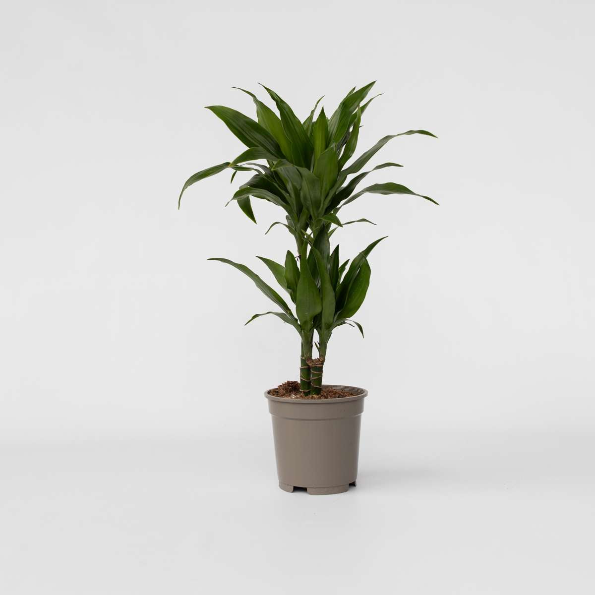 Dracaena Banddracena - Dracaena Deremensis 'Janet Craig' - Höjd 60-70Cm - ⌀17Cm