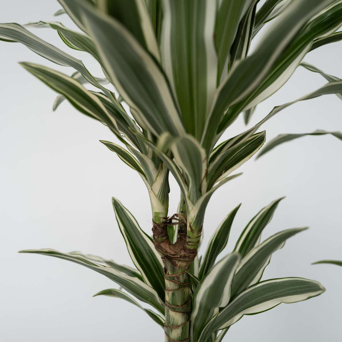 Dracaena Banddracena - Dracaena Deremensis 'White Stripe' - Höjd 60-70Cm - ⌀17Cm