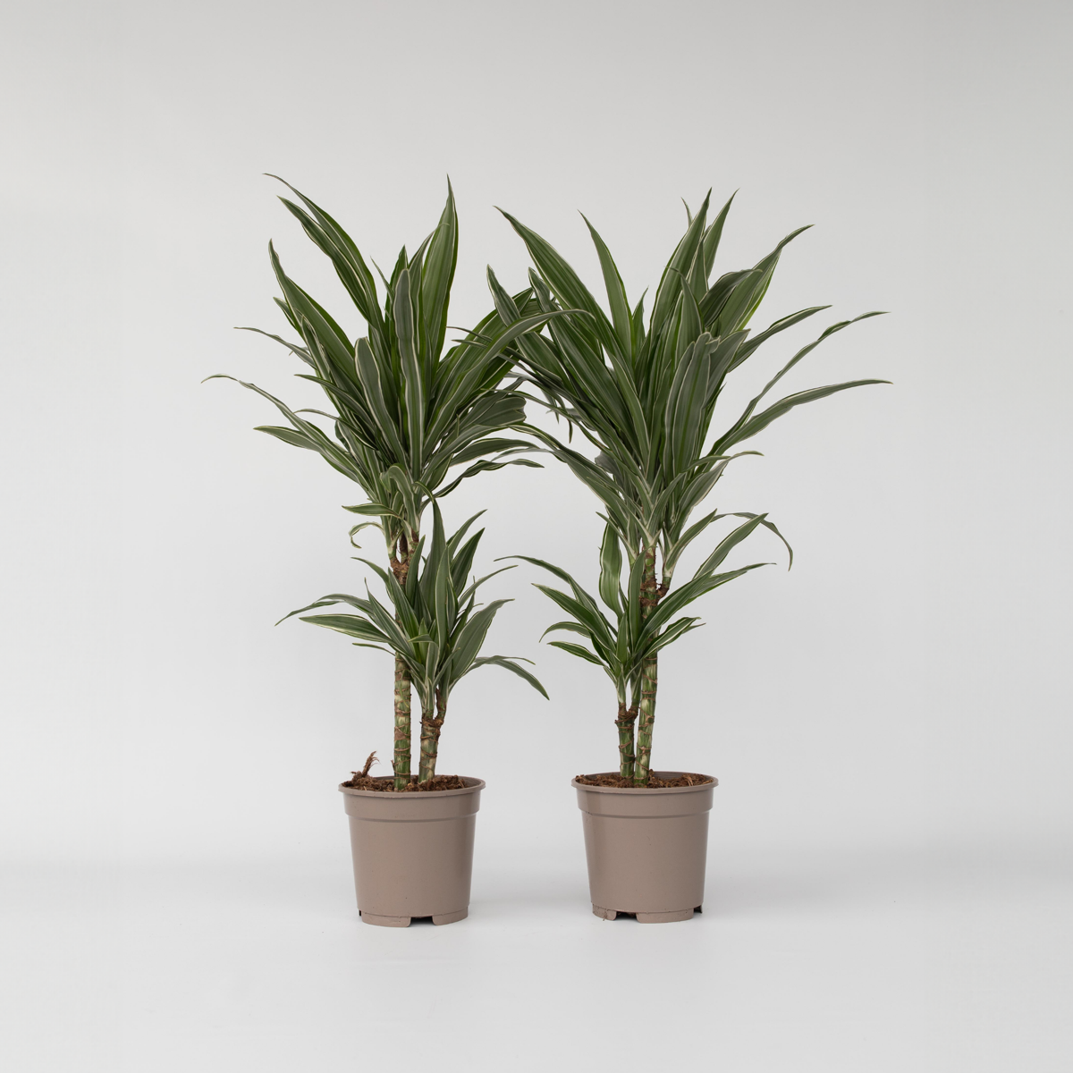 Out Of Category Houseplants Banddracena - Set Om 2 - Dracaena Deremensis 'Warneckei' - Höjd 60-70Cm - ⌀17Cm