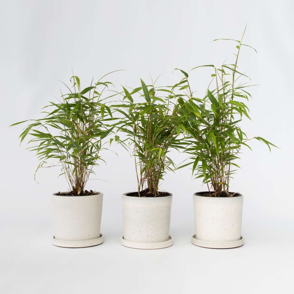 Florastore Blå Bambu - Set Om 3 - Fargesia Papyrifera 'Grex' - Höjd 30-40Cm - ⌀13Cm