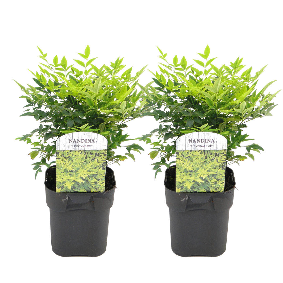 Florastore Nandina Bambu - Set Om 2 - Nandina Domestica 'Lemon Lime' - Höjd 25-40Cm - ⌀17Cm