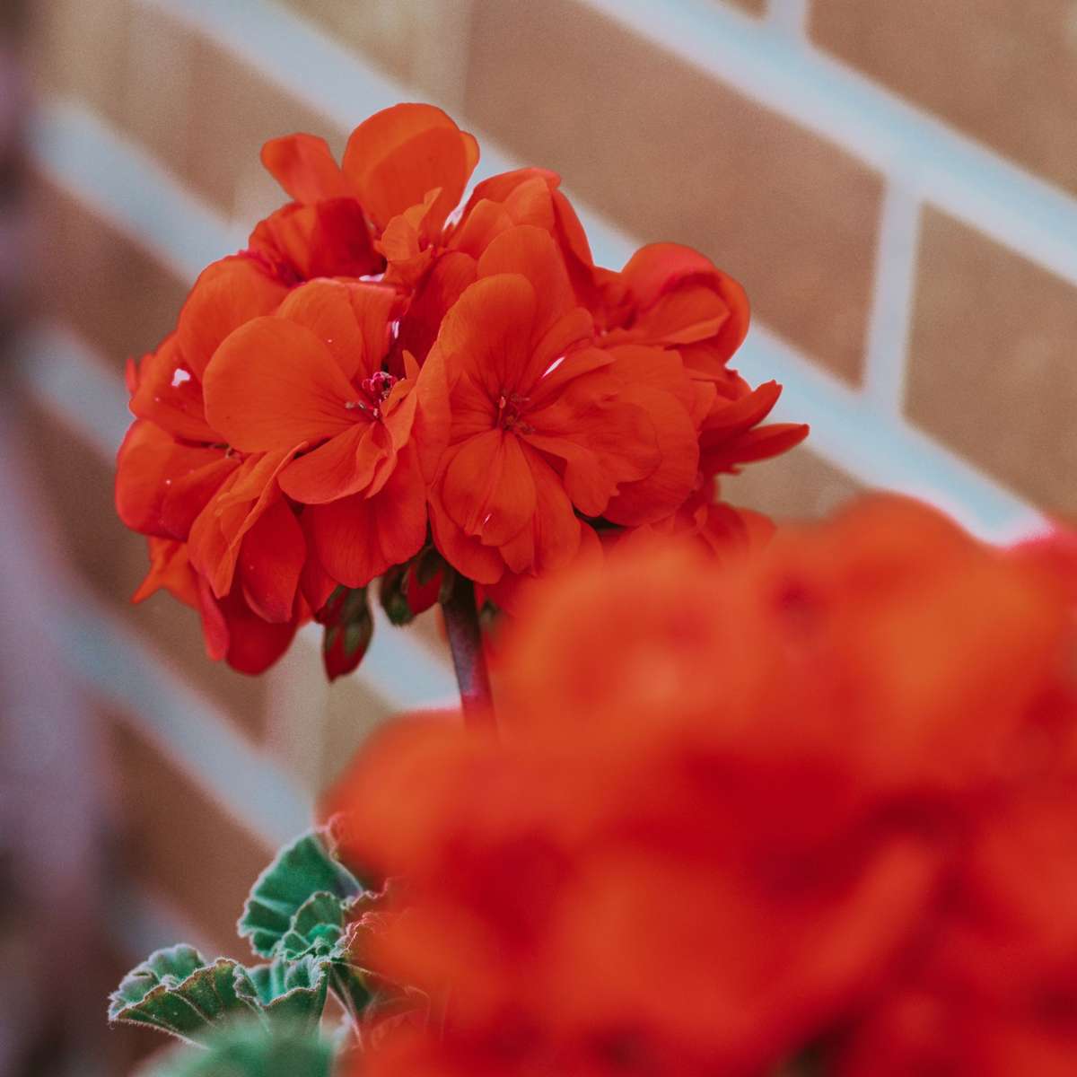 Other Garden Plants Persiskt Cyklamen - Set Om 3 - Cyclamen Persicum - Höjd 10-20Cm - ⌀9Cm