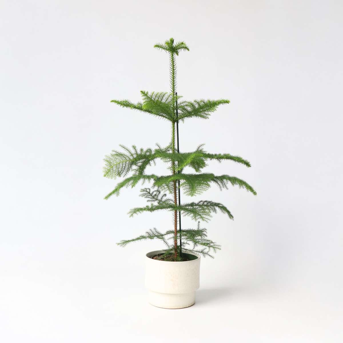 Florastore Rumsgran - Araucaria Heterophylla - Höjd 70-80Cm - ⌀21Cm