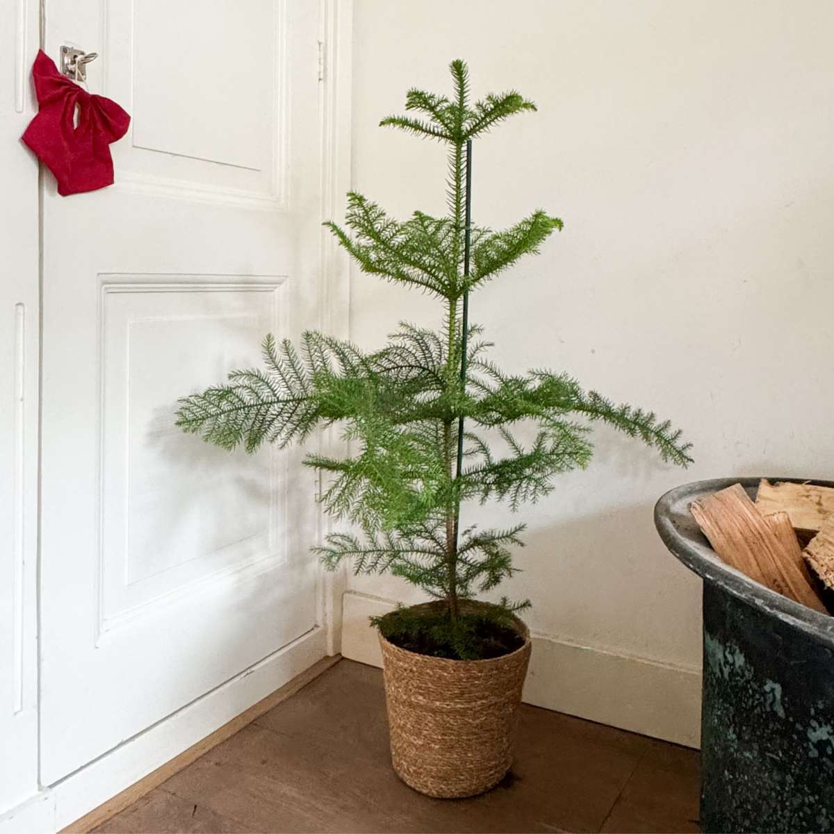 Other Green Houseplants Rumsgran - Araucaria Heterophylla - Höjd 70-80Cm - ⌀21Cm
