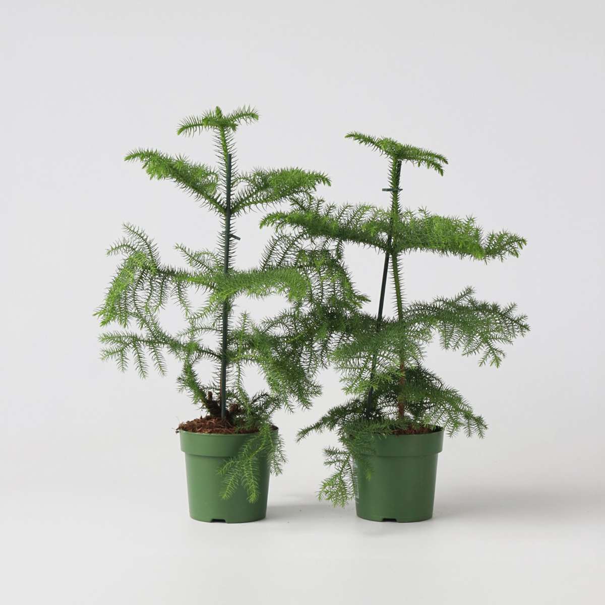 Other Green Houseplants Rumsgran - Set Om 2 - Araucaria Heterophylla - Höjd 45-55Cm - ⌀14Cm