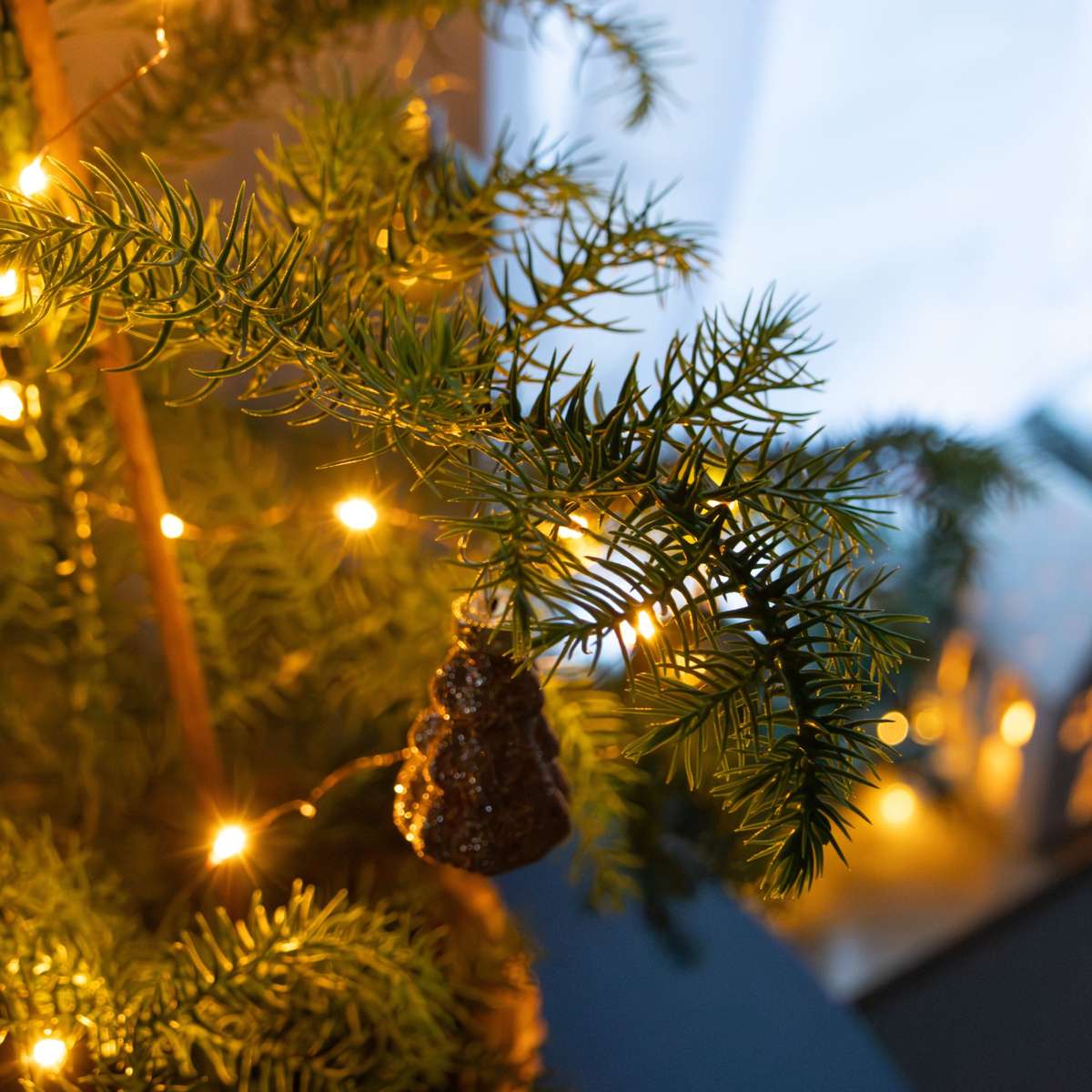 Other Green Houseplants Rumsgran - Araucaria Heterophylla - Höjd 45-55Cm - ⌀14Cm