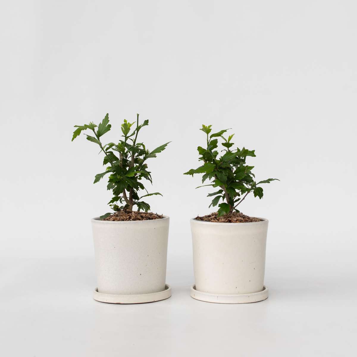 Florastore Hibiskus - Set Om 2 - Hibiscus 'Woodbridge' - Höjd 25-40Cm - ⌀17Cm