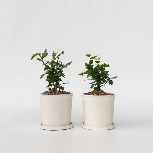 Florastore Hibiskus - Set Om 2 - Hibiscus 'Woodbridge' - Höjd 25-40Cm - ⌀17Cm