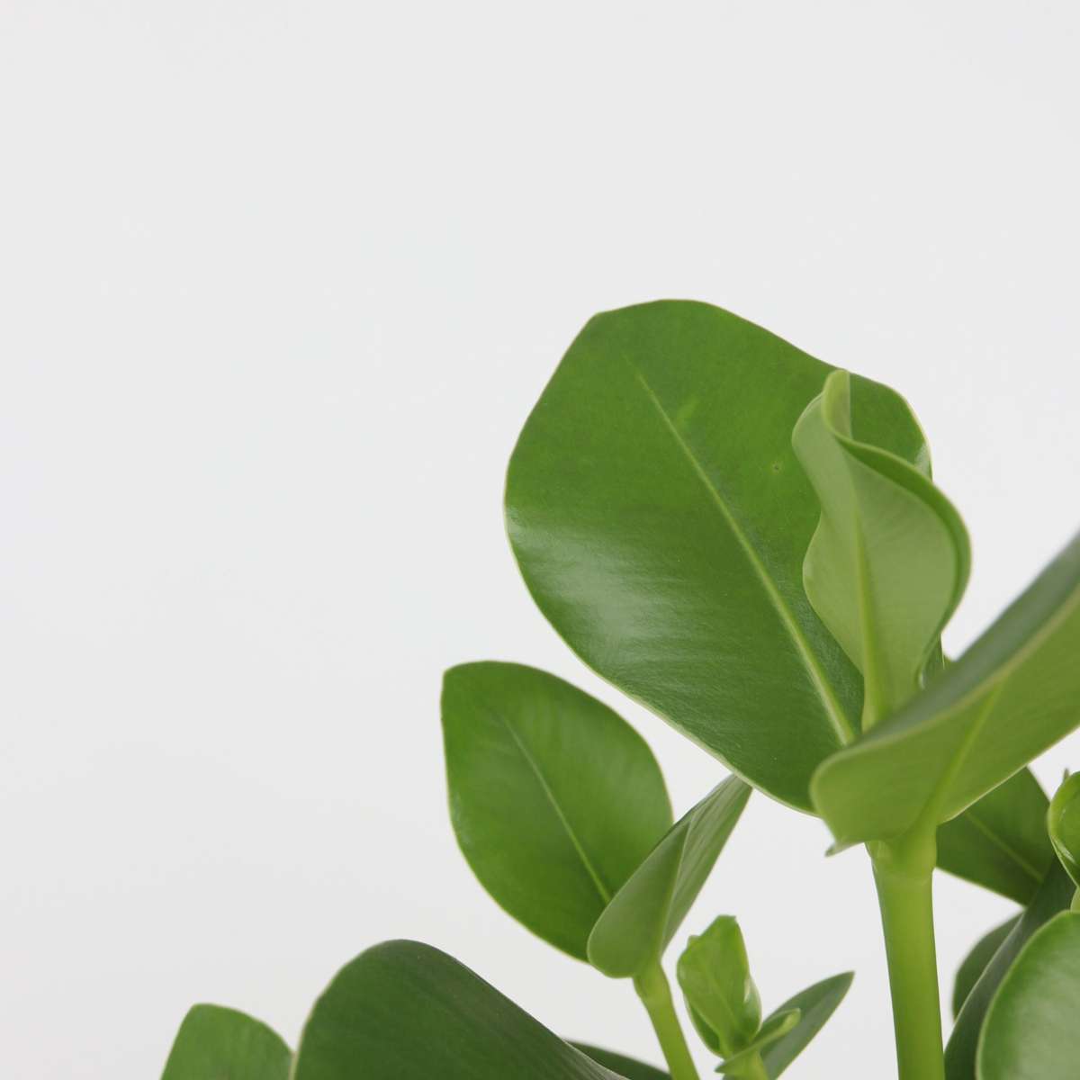 Alocasia Fräscht Grönt - Set Om 3 - Dypsis, Clusia Rosea, Alocasia - Höjd 50-70Cm - ⌀17Cm