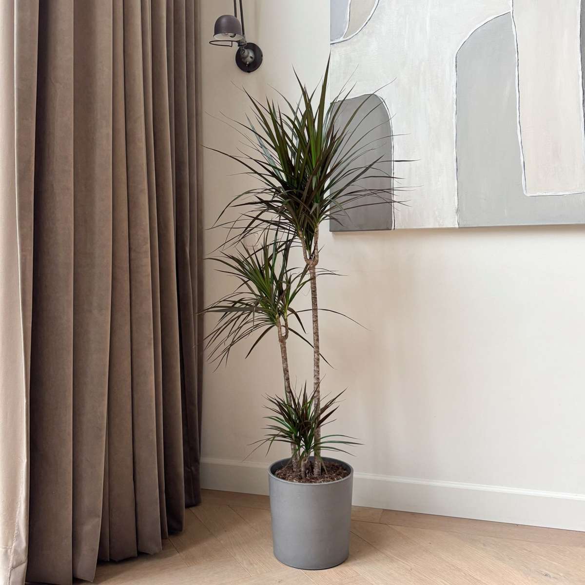 Dracaena Banddracena - Dracaena Marginata - Höjd 110-130Cm - ⌀24Cm