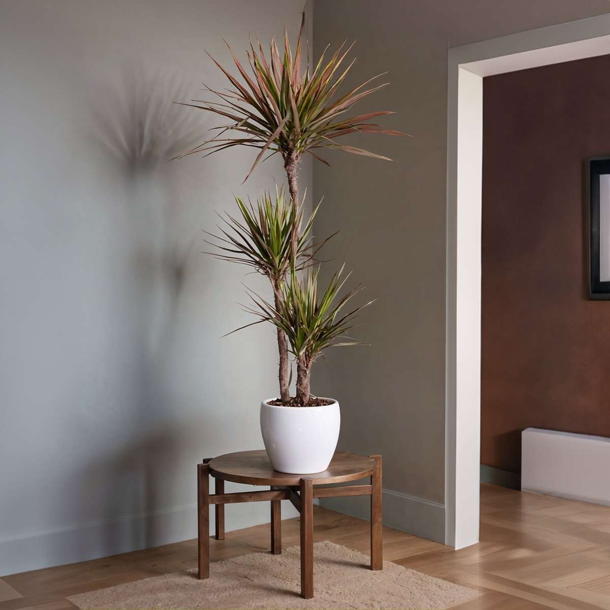Dracaena Banddracena - Dracaena Marginata 'Magenta' - Höjd 110-130Cm - ⌀24Cm