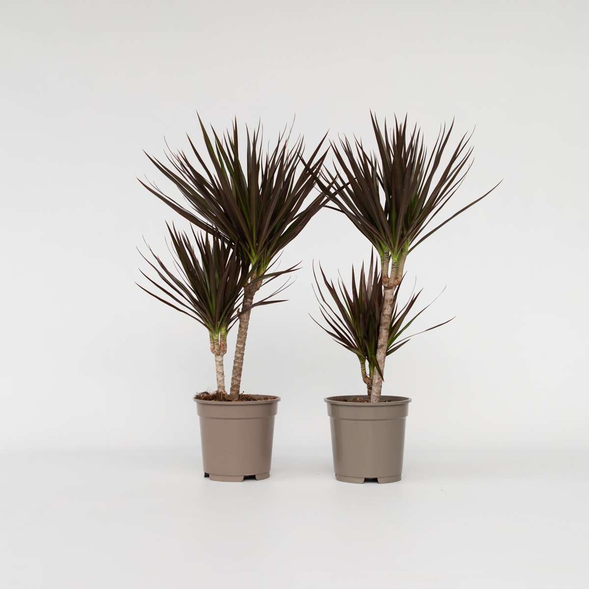 Out Of Category Houseplants Banddracena - Set Om 2 - Dracaena Marginata 'Magenta' - Höjd 70-80Cm - ⌀17Cm
