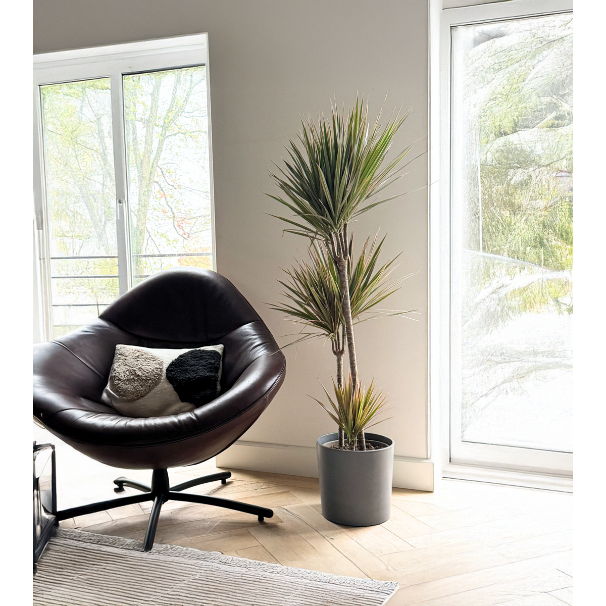 Dracaena Banddracena - Dracaena Marginata 'Bicolor' - Höjd 110-130Cm - ⌀24Cm