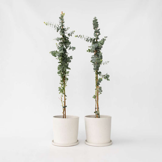 Florastore Eukalyptus - Set Om 2 - Eucalyptus 'Silver Dollar' - Höjd 90-110Cm - ⌀19Cm
