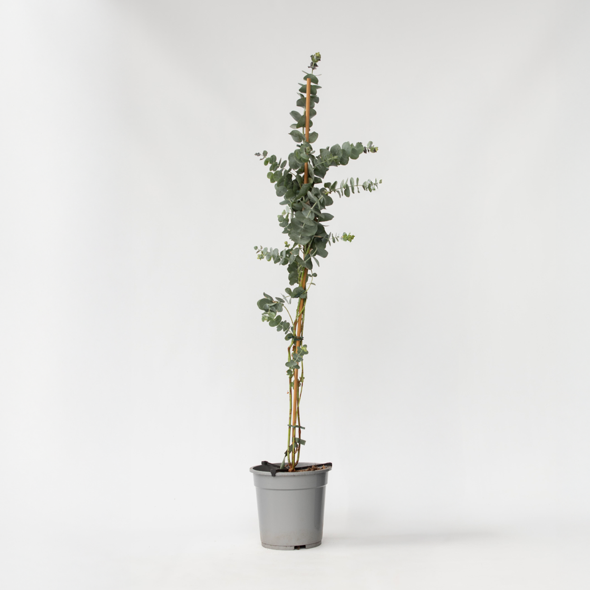 Florastore Eukalyptus - Eucalyptus Cinerea 'Silver Dollar' - Höjd 90-110Cm - ⌀19Cm