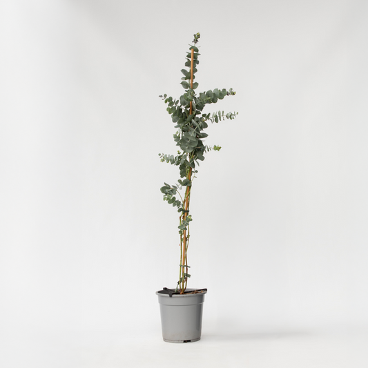 Florastore Eukalyptus - Eucalyptus Cinerea 'Silver Dollar' - Höjd 90-110Cm - ⌀19Cm