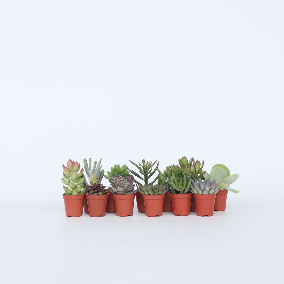 Out Of Category Houseplants Mini Suckulenter - Set Om 12 - Succulent Mix - Höjd 5-10Cm - ⌀5,5Cm