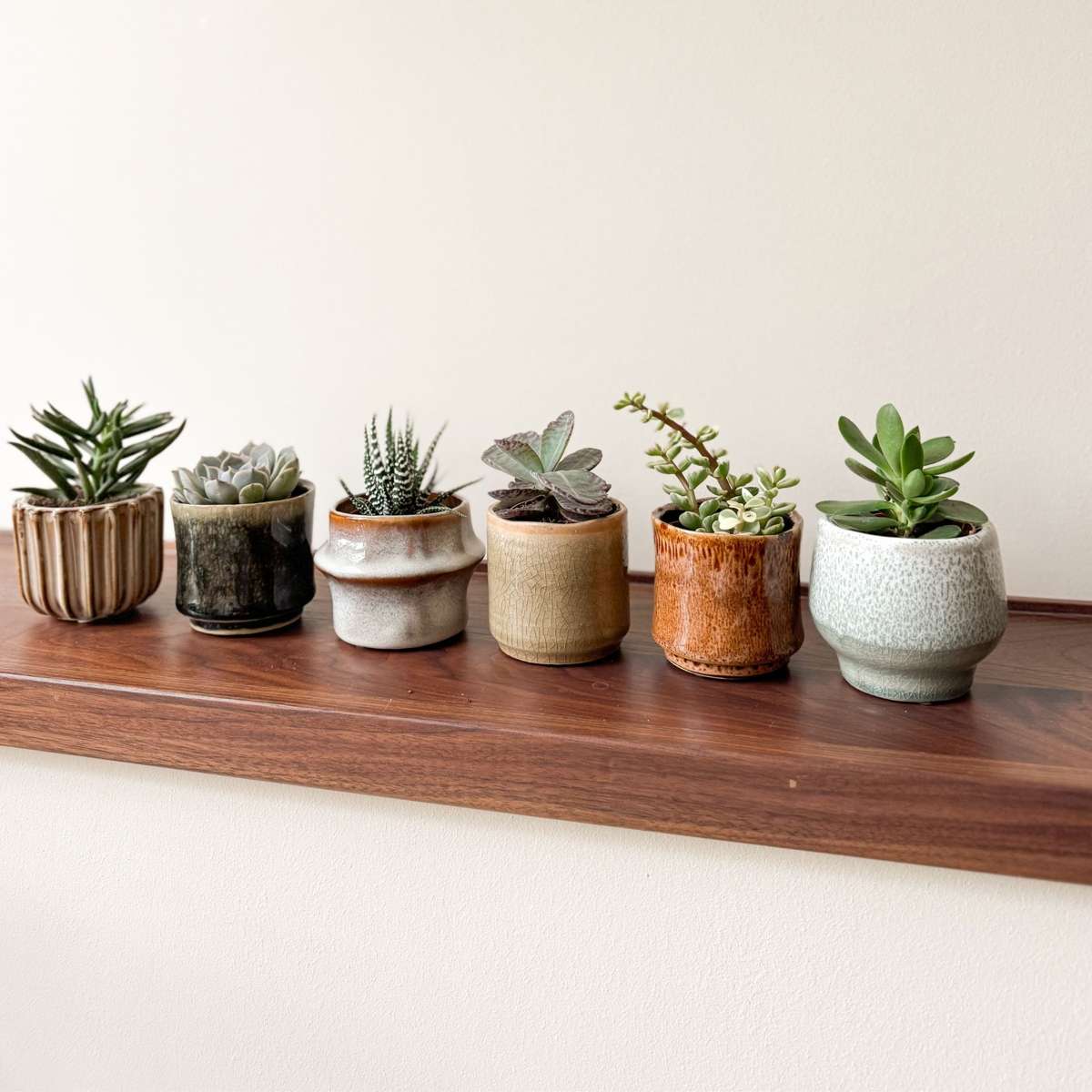 Succulents Mini Suckulenter - Set Om 6 - Succulent Mix - Höjd 5-10Cm - ⌀5,5Cm