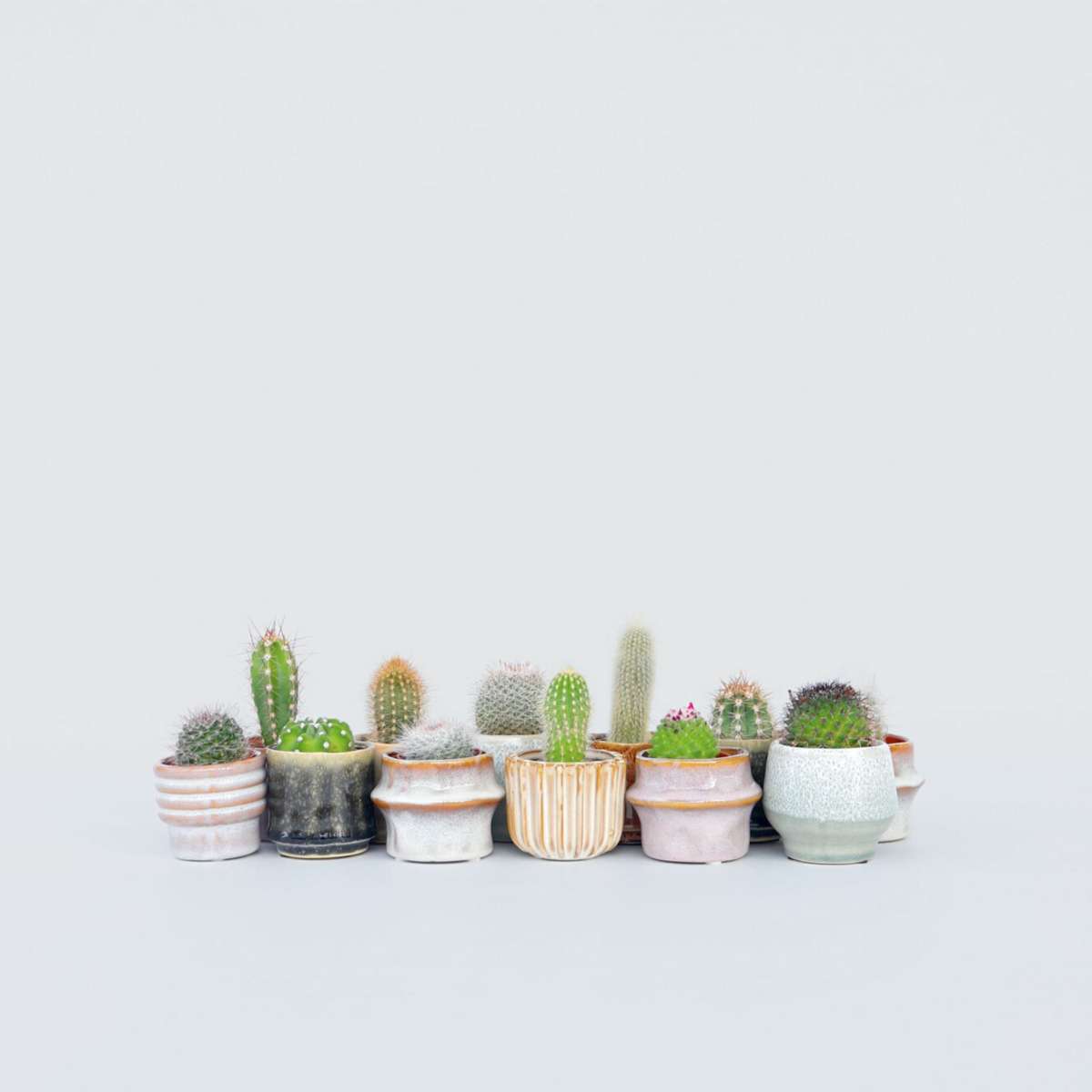 Florastore Mini Kaktusar - Set Om 12 - Cactus - Höjd 5-10Cm - ⌀5,5Cm