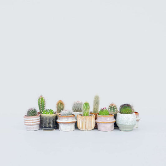 Florastore Mini Kaktusar - Set Om 12 - Cactus - Höjd 5-10Cm - ⌀5,5Cm
