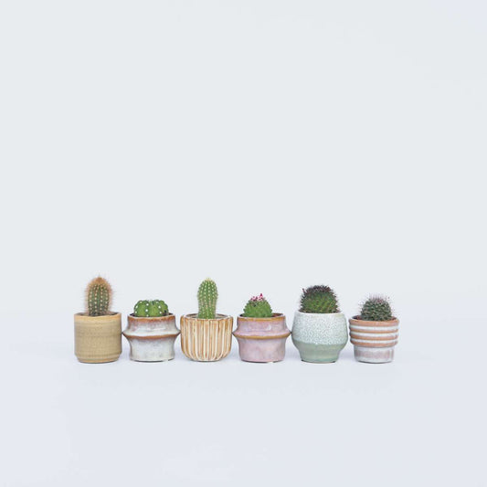 Florastore Mini Kaktusar - Set Om 6 - Cactus - Höjd 5-10Cm - ⌀5,5Cm