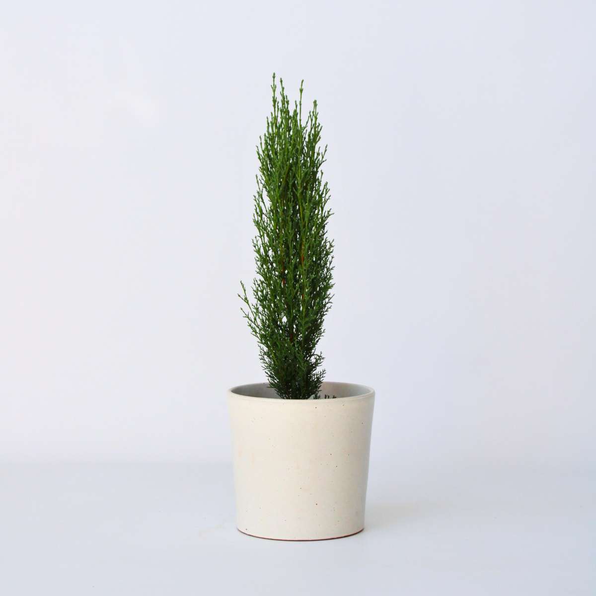 Florastore Italiensk Cypress - Cupressus Sempervirens 'Totem' - Höjd 60-80Cm - ⌀19Cm