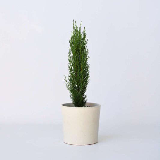 Florastore Italiensk Cypress - Cupressus Sempervirens 'Totem' - Höjd 60-80Cm - ⌀19Cm