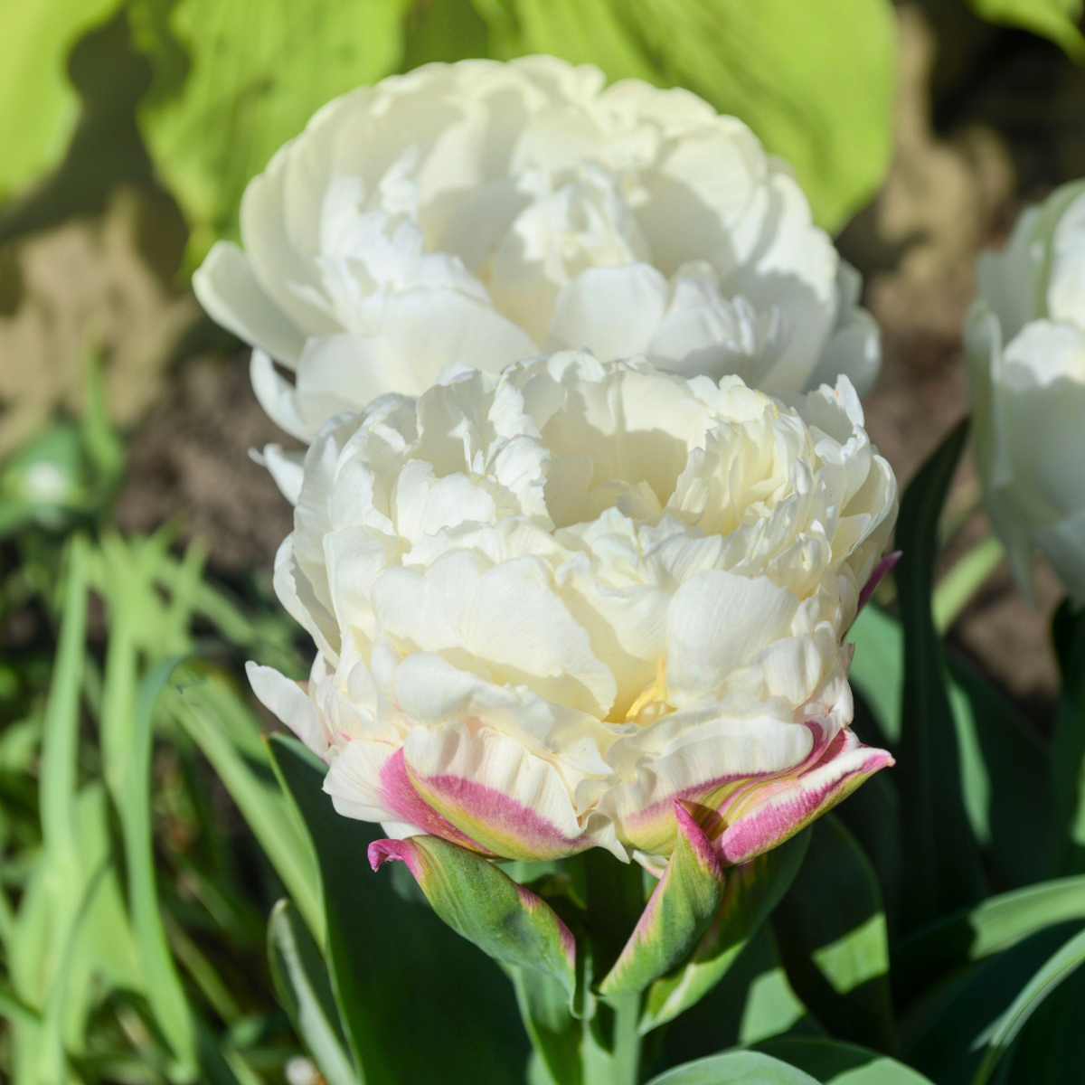 Tulip Tulpanlökar - Set Om 20 - Tulipa 'Ice Cream' - Blomlökar - Purpur