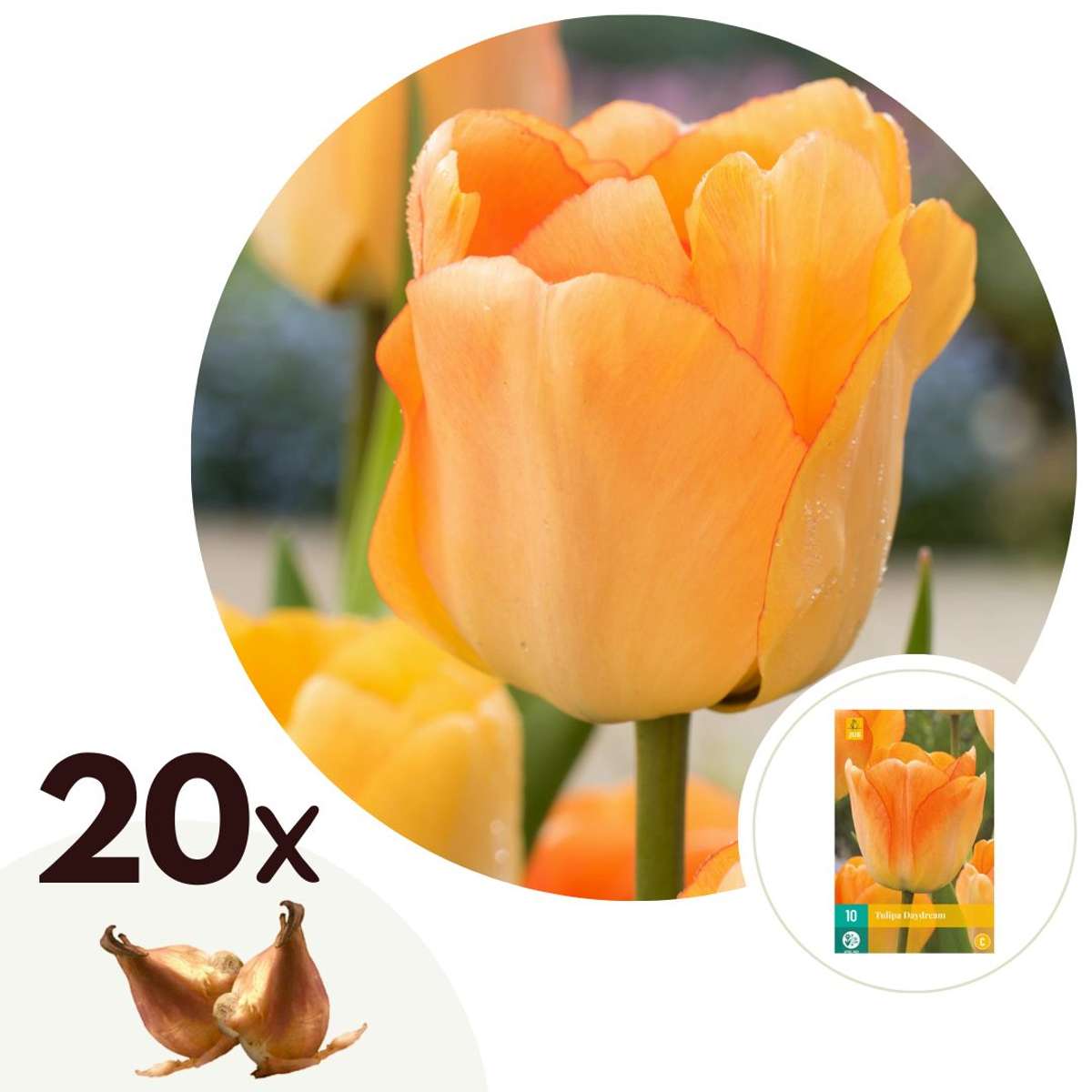 Florastore Tulpanlökar - Set Om 20 - Tulipa 'Daydream' - Blomlökar - Orange