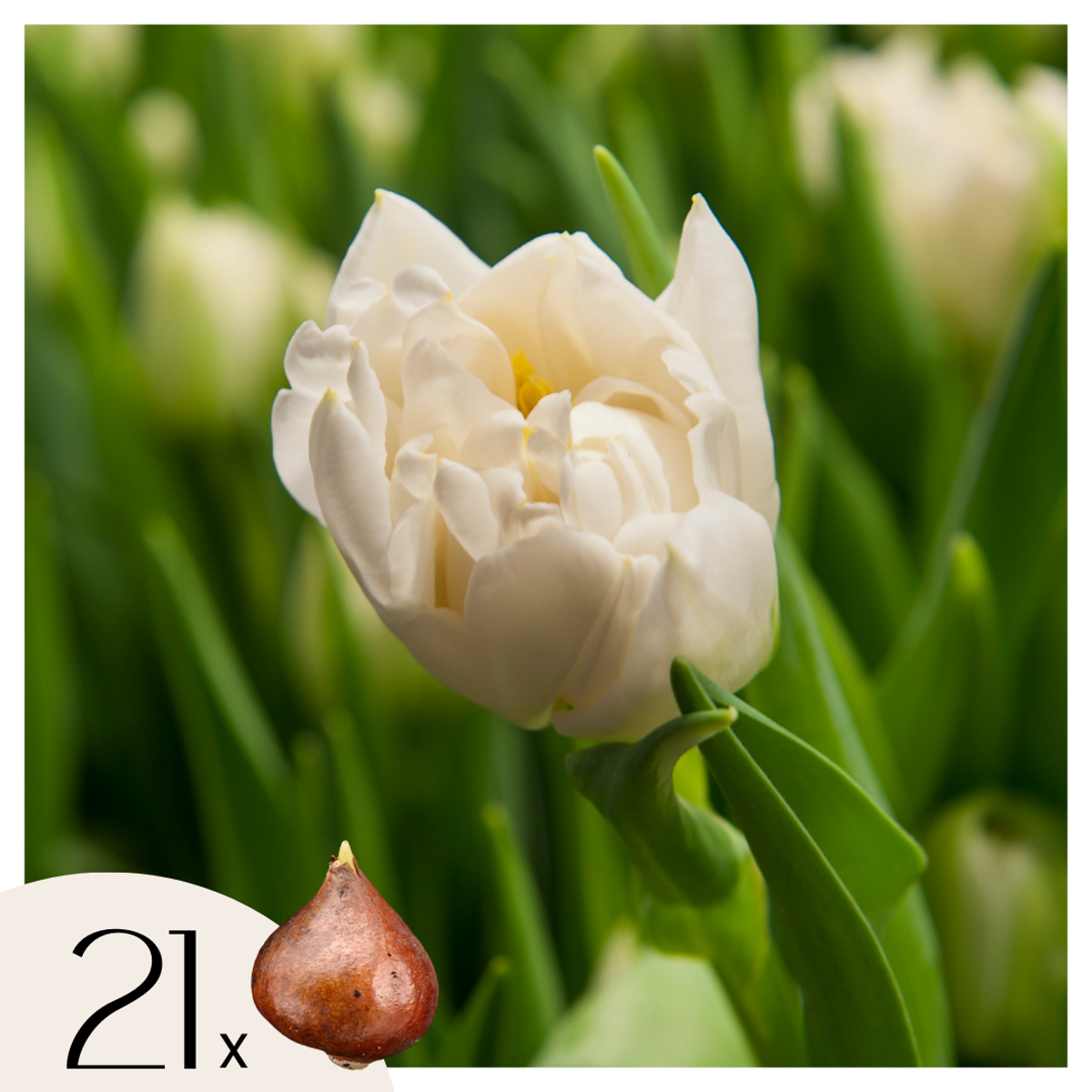 Florastore Tulpanlökar - Set Om 21 - Tulipa 'Northcap' - Blomlökar - Geel