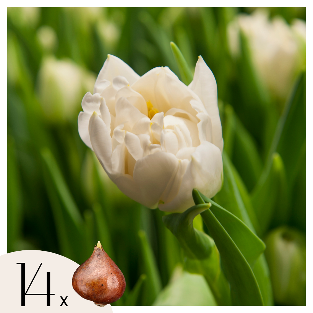 Florastore Tulpanlökar - Set Om 14 - Tulipa 'Northcap' - Blomlökar - Geel