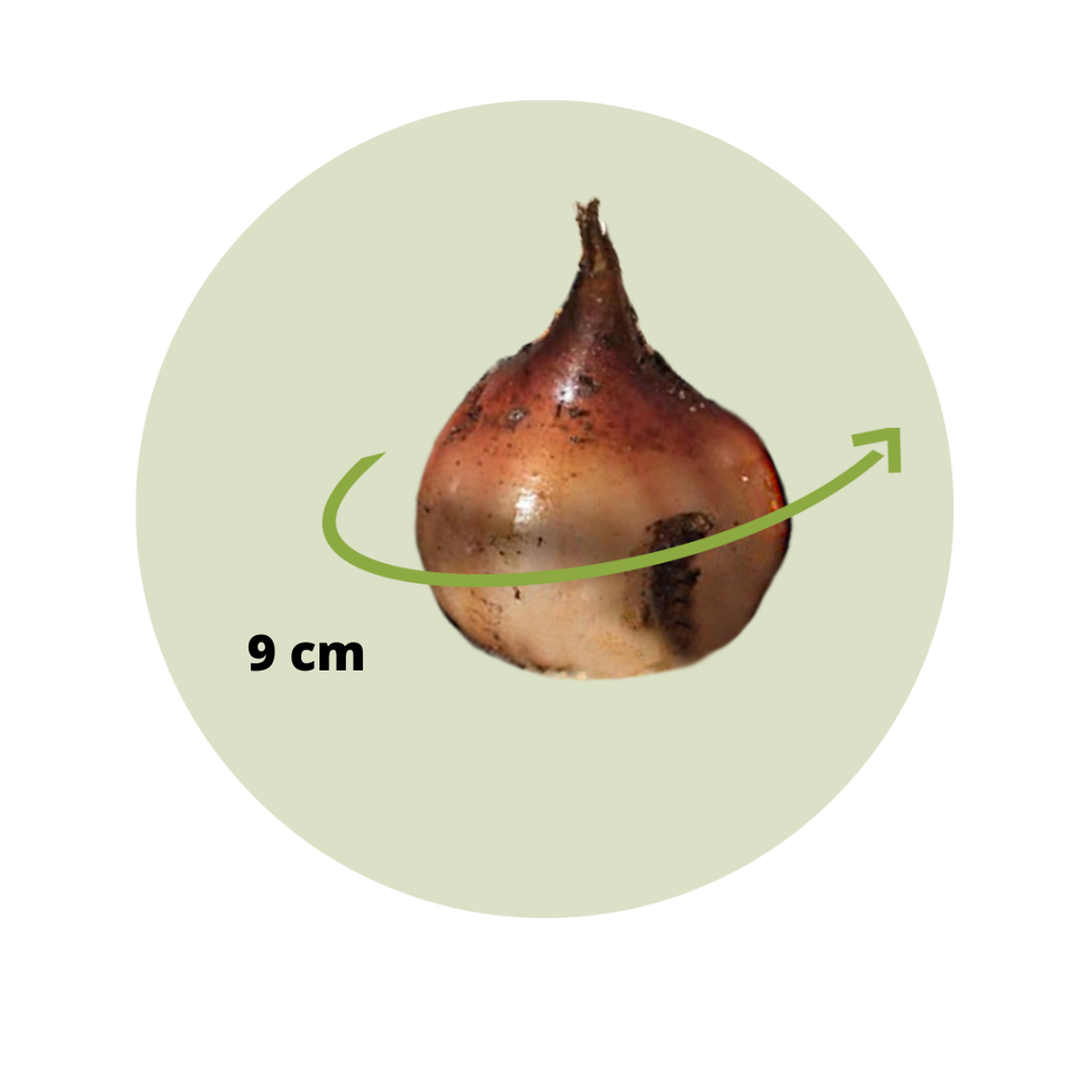 Florastore Tulpanlökar - Set Om 40 - Tulipa 'Clusiana Stellata' - Blomlökar - Röd