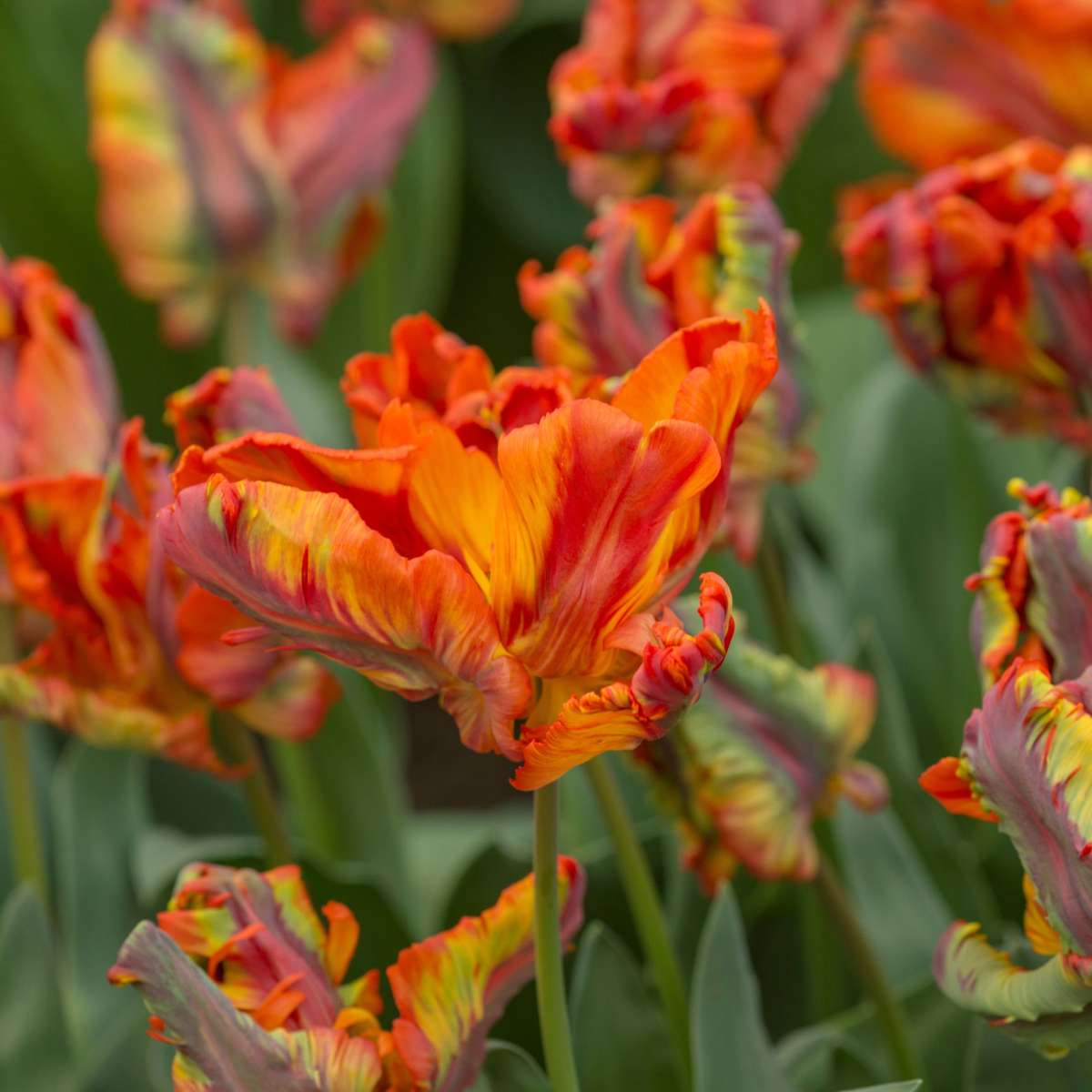 Tulip Tulpanlökar - Set Om 15 - Tulipa 'Rasta Parrot' - Blomlökar - Vit