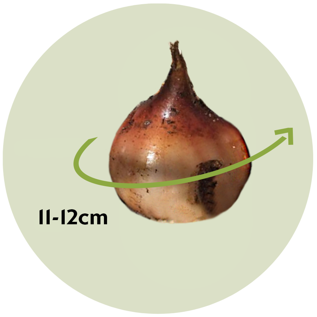 Florastore Tulpanlökar - Set Om 10 - Tulipa 'Flaming Parrot' - Blomlökar - Vit