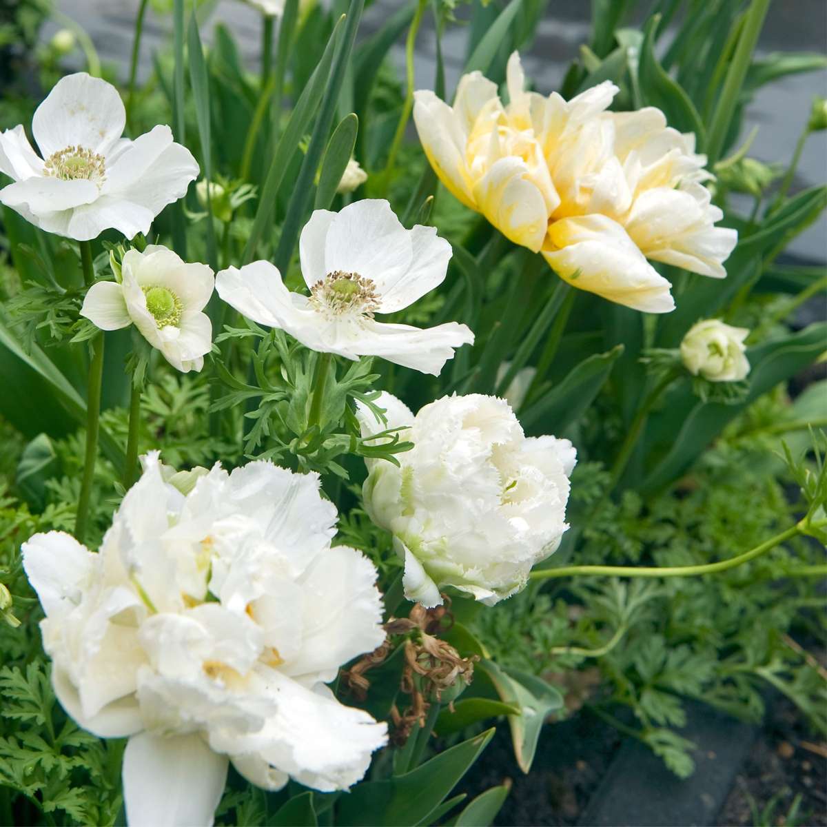 Tulip Tulpanlökar - Set Om 15 - Tulipa 'Snow Crystal' - Blomlökar - Vit