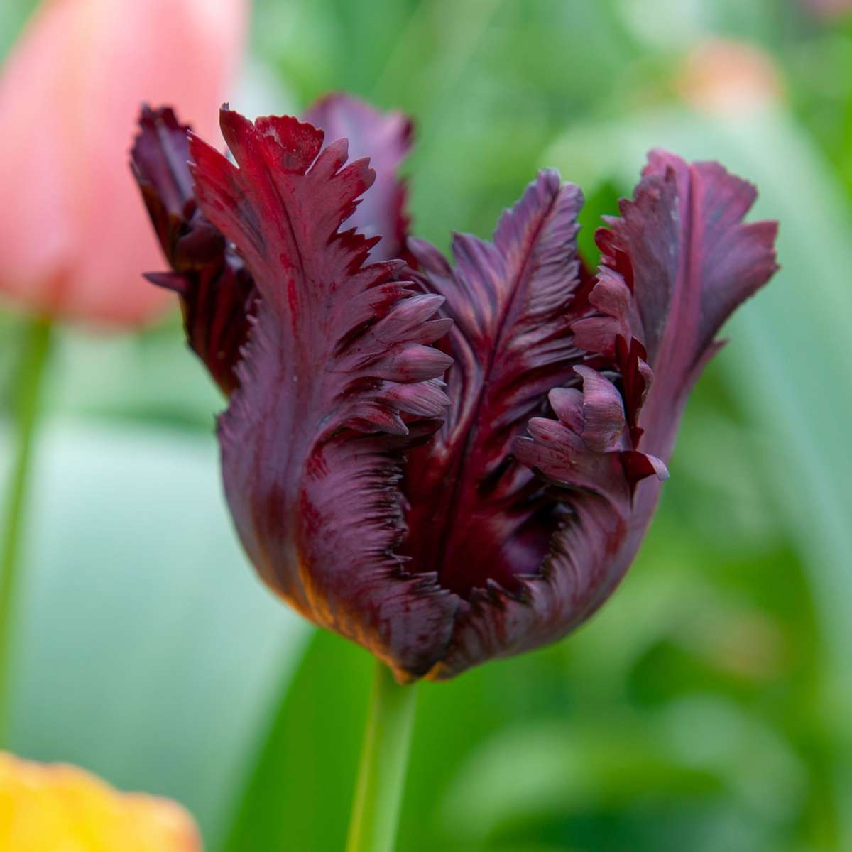 Tulip Tulpanlökar - Set Om 14 - Tulipa 'Black Parrot' - Blomlökar - Purpur