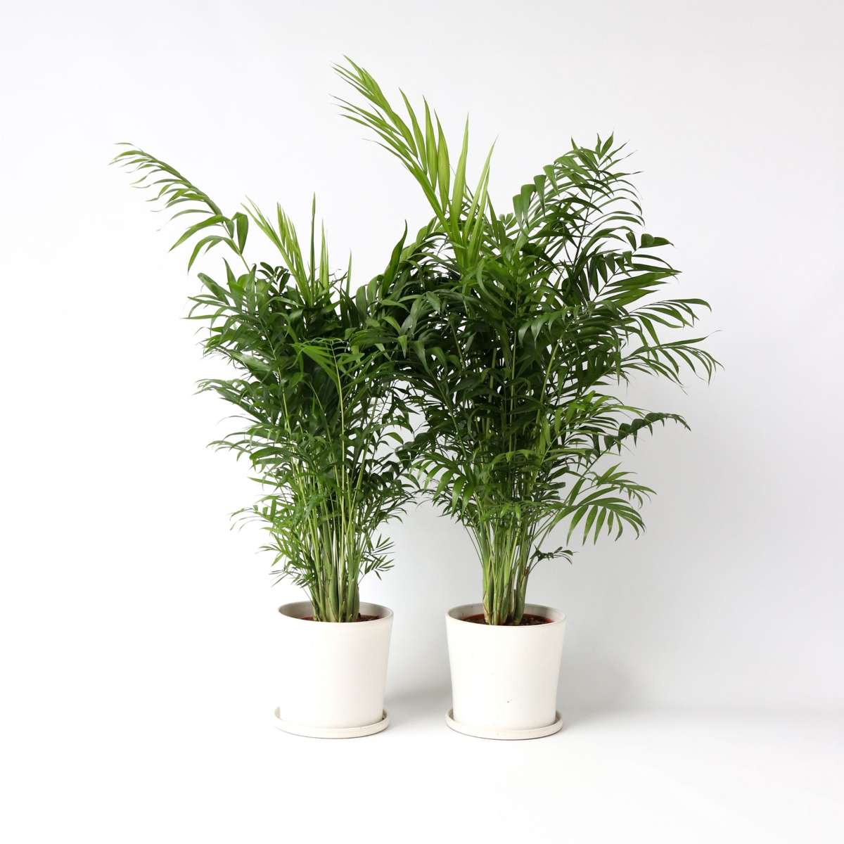 Florastore Bergpalm - Set Om 2 - Chamaedorea Elegans - Höjd 80-90Cm - ⌀20Cm