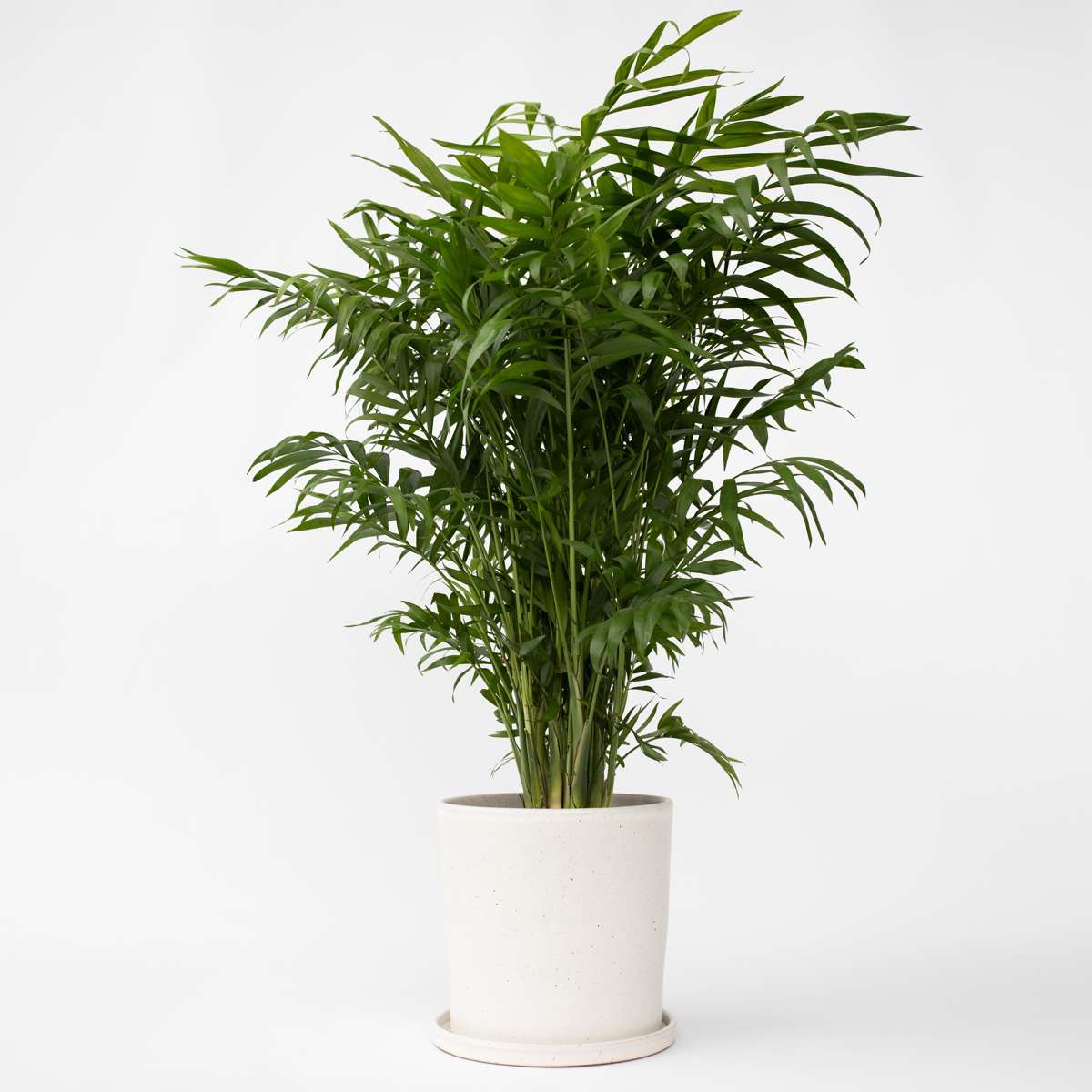 Florastore Bergpalm - Chamaedorea Elegans - Höjd 80-90Cm - ⌀20Cm