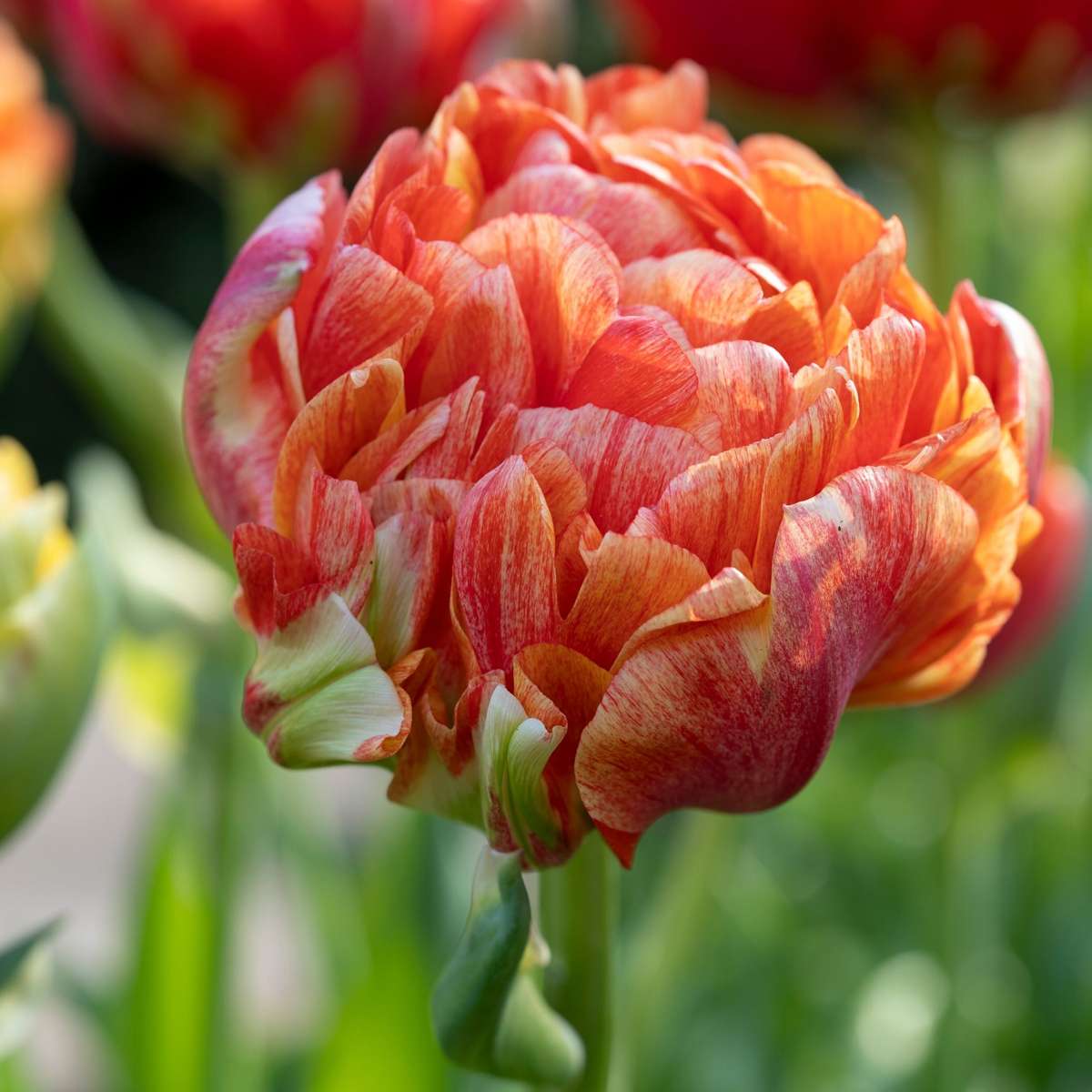 Florastore Tulpanlökar - Set Om 15 - Tulipa 'Gudoshnik Double' - Blomlökar - Vit