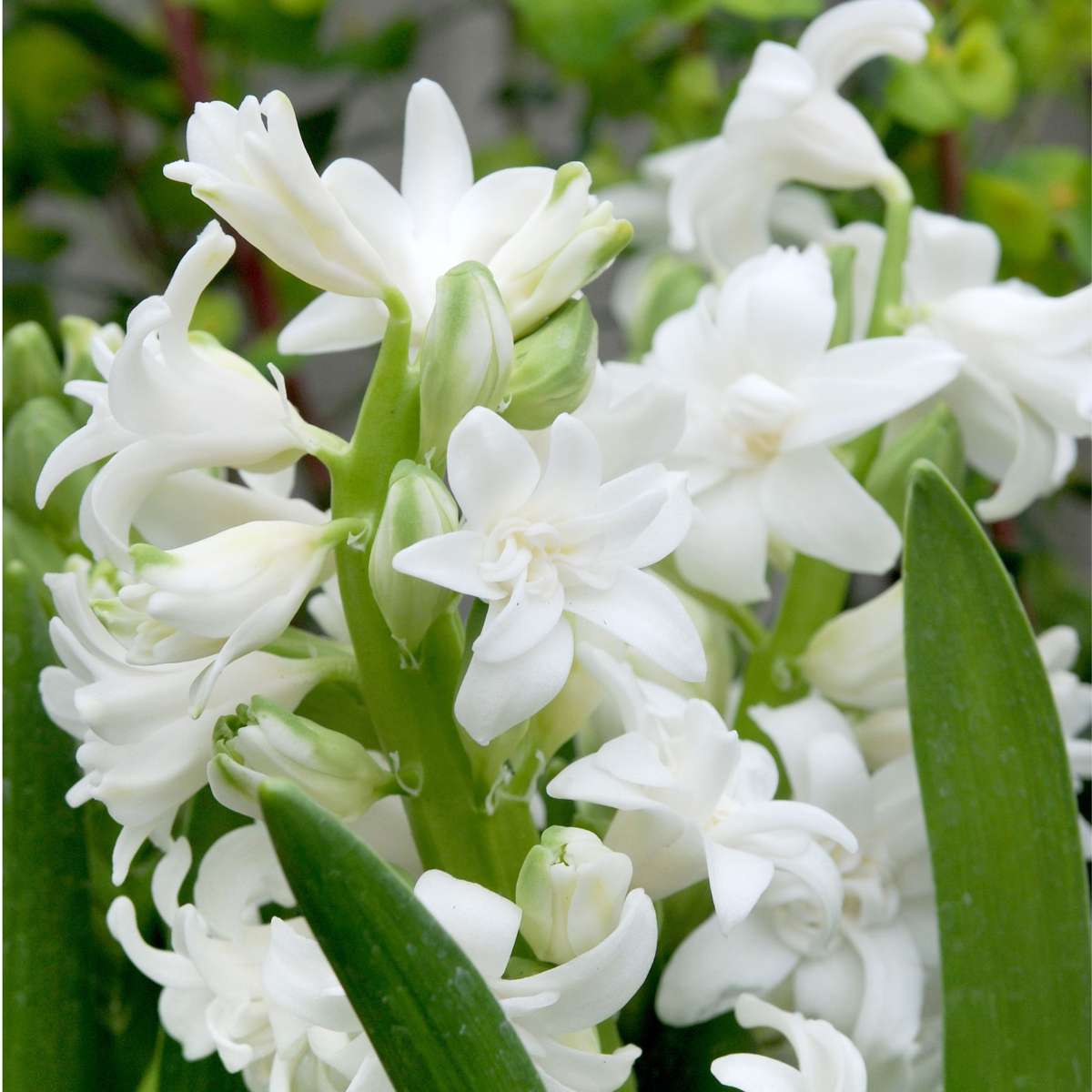 Hyacinth Hyacintlökor - Set Om 10 - Hyacinthus - Blomlökar - Flerfärgad