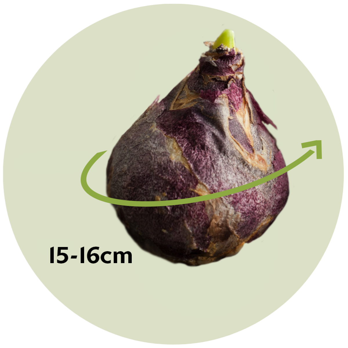 Florastore Hyacintlökor - Set Om 10 - Hyacinthus 'Jan Bos' - Blomlökar - Röd